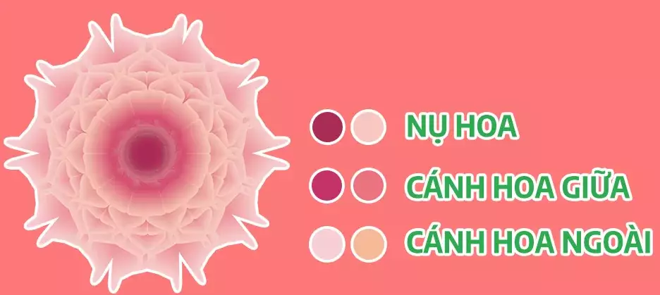 Cách tạo bông hoa trong illustrator 16 Cách tạo bông hoa trong illustrator